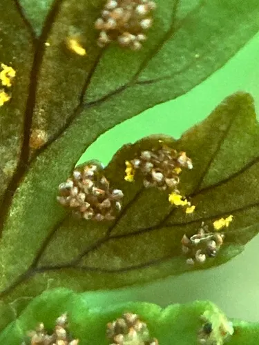 Hyalopsora polypodii