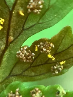 Hyalopsora polypodii thumbnail 1