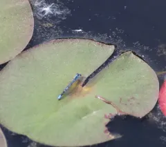 New England Bluet thumbnail 2