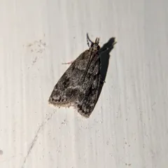 Many-spotted Scoparia Moth thumbnail 4