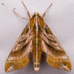 Hydrangea Sphinx thumbnail 2
