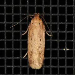 Cotton stem moth thumbnail 2