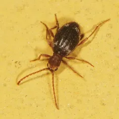 Hairy Spider Beetle thumbnail 3