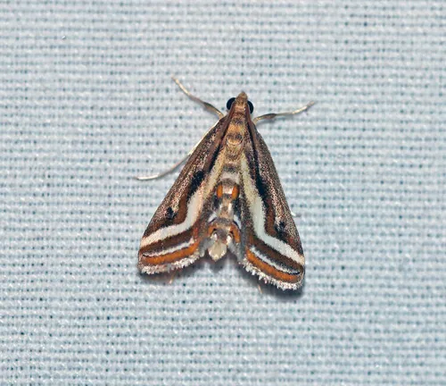 Floating-heart Waterlily Moth