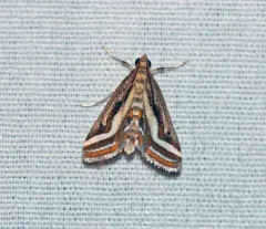 Floating-heart Waterlily Moth thumbnail 1
