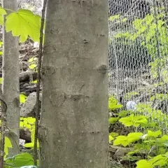 sycamore maple thumbnail 4