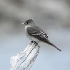Alder Flycatcher thumbnail 2