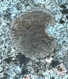 Peppered Brownette Lichen thumbnail 3