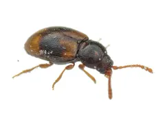 Saddle Cloth Fungus Beetle thumbnail 2