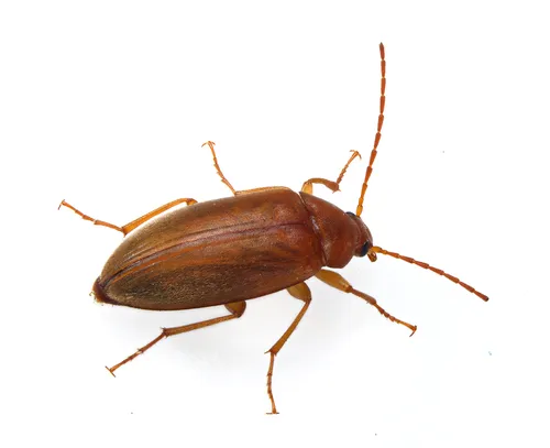 Isomira sericea