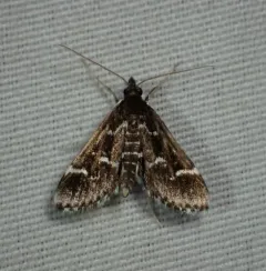 Pied Shawl Moth thumbnail 3