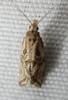 Aethes heleniana thumbnail 3