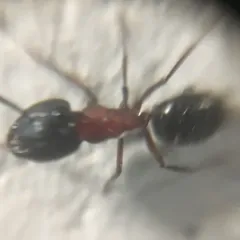 New York Carpenter Ant thumbnail 4