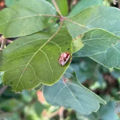 Sumac Flea Beetle thumbnail 4