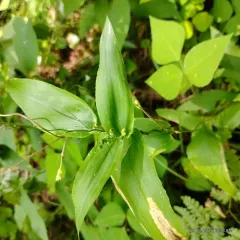 broad-leaved panic grass thumbnail 1