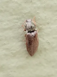 Oxygonus obesus thumbnail 2