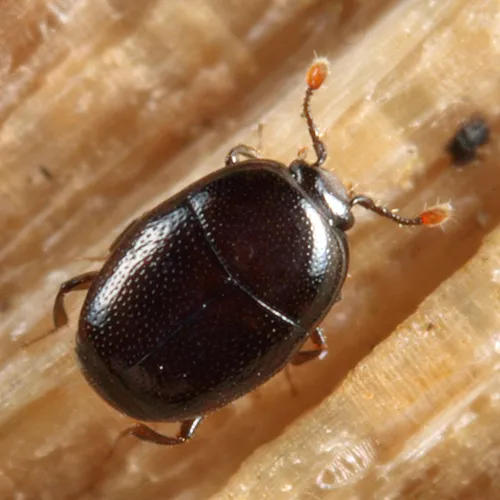 Acritus exiguus