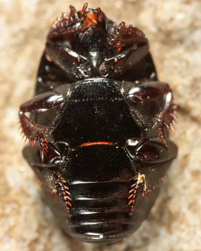 Atholus falli