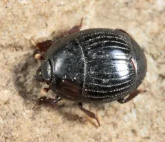 Atholus sedecimstriatus thumbnail 3