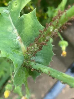 Sow-thistle Aphid thumbnail 2