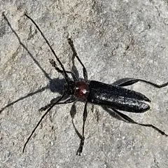 Pronocera collaris thumbnail 2