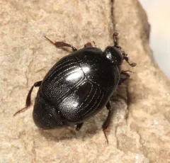 Euspilotus assimilis thumbnail 2