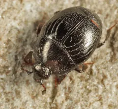Geomysaprinus moniliatus thumbnail 4