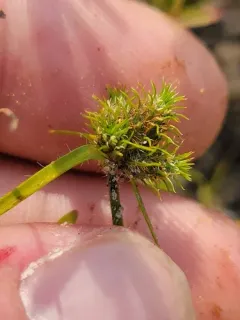 Dwarf Umbrella-sedge thumbnail 2