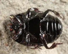 Hister abbreviatus thumbnail 2