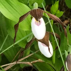 mountain lady's-slipper thumbnail 2