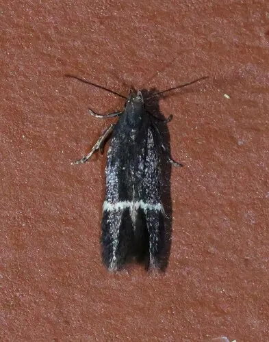 Aproaerema nigrella