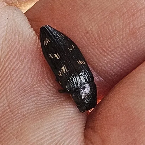 Nutall's Buprestid Beetle