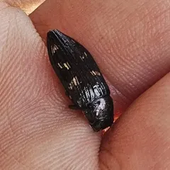 Nutall's Buprestid Beetle thumbnail 1