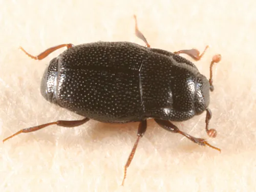Plegaderus sayi