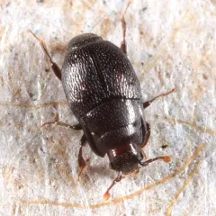 Plegaderus transversus thumbnail 1