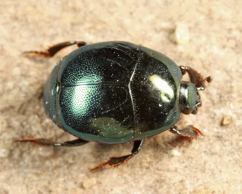 Saprinus pensylvanicus