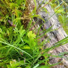 Alaska Blue-eyed-grass thumbnail 4