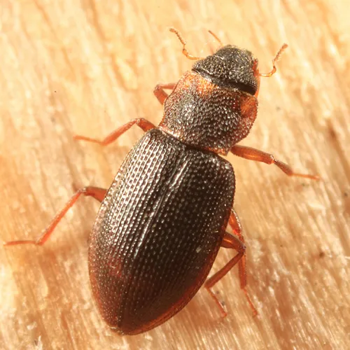 Hydraena americana