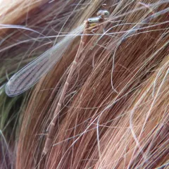 Aurora Damsel thumbnail 4