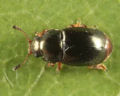Heterhelus abdominalis thumbnail 2