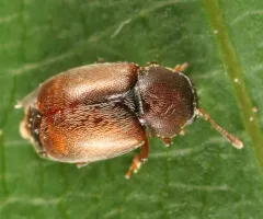 Heterhelus sericans thumbnail 2
