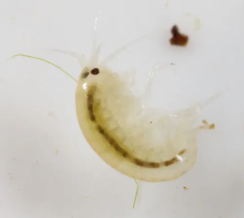 Hyalella wellborni