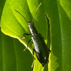 Bronze Darkling Beetle thumbnail 4