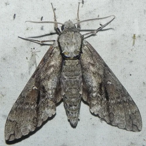 Ash Sphinx