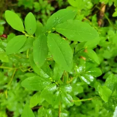 Alaska Blueberry thumbnail 2