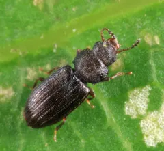 Lathropus vernalis thumbnail 2