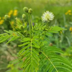 Illinois bundleflower thumbnail 4