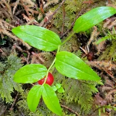 Small Twisted-stalk thumbnail 4