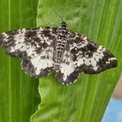 Spear-marked Black Moth thumbnail 4