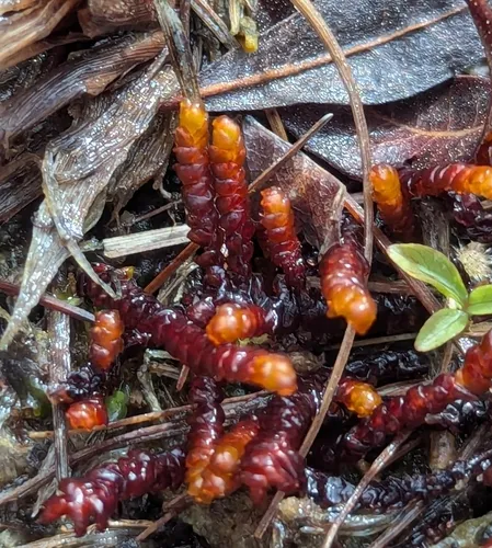 Purple Spoonwort